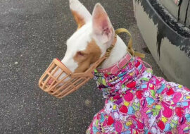 Reakcja psa na spacer dotknęła i rozśmieszyła internet do łez