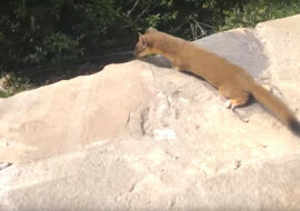 Dzieci fretki kontra ściana nie do zdobycia: śmieszne wideo