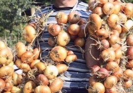 Teraz co roku mam duże zbiory cebuli: 4 proste wskazówki