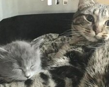 Kot codziennie uczy osieroconego kociaka jak się przytulać