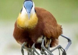 Unikalny ptak tropikalny – długoszpon afrykański