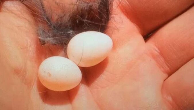 Mężczyzna znalazł na swoim podwórku dwa maleńkie jajka i postanowił dać pisklętom szansę na życie