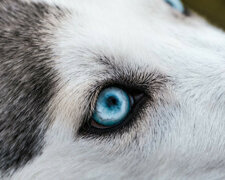 Husky nie miał siły nawet wyć. Ale nowa rodzina przywróciła mu głos