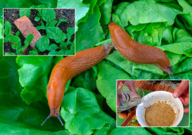 Ciekawa i prosta w użyciu pułapka na ślimaki