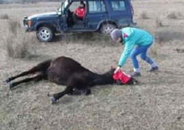 Mężczyzna uwalnia skutego konia. Reakcja zwierzaka podbiła serca ludzi z całego świata