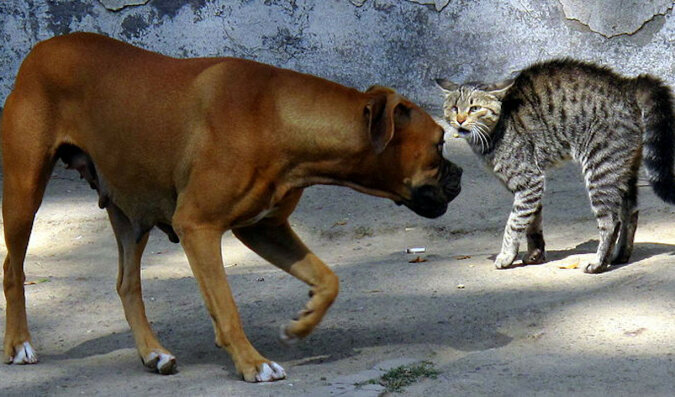 Mała kotka dzielnie broniła kiełbasy przed 3 psami: jak skończyła się ta nierówna walka