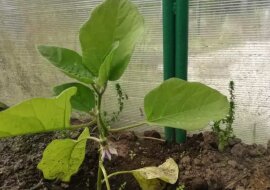 Czym dokarmiać bakłażany, aby uzyskać dobre zbiory