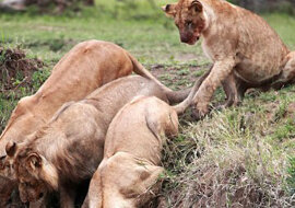 Małe lwiątko wpadło do rowu i zsuwało się coraz niżej i niżej