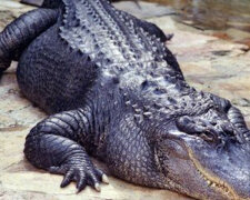 Dymił się, ale żuł: surowy aligator złapał dron podczas filmowania