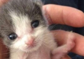 Mężczyzna adoptował kociaka i w ciągu roku stali się nierozłącznymi przyjaciółmi