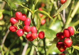 Dobrobyt: które rośliny domowe przyciągają pieniądze do domu