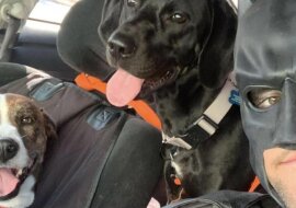 Mężczyzna w kostiumie Batmana ratuje bezdomne zwierzęta w USA