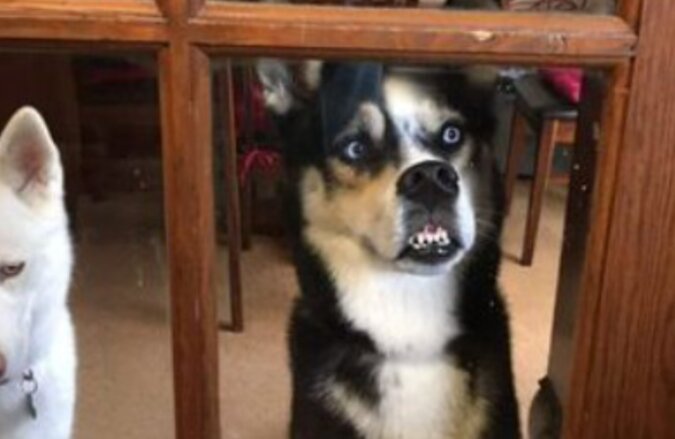 Głodny pies liże szklane drzwi - stał się bohaterem memów