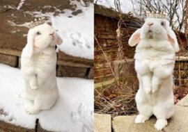 Śnieżnobiała królica „Królowa Blanco” podbiła cały Internet