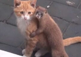 Niesamowita przyjaźń kotka i łasicy, która zauroczyła sieć