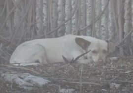 Chcieli uśpić bezdomnego psa, ale wyrwałem go z rąk hycli i przyniosłem do domu pomimo alergii żony