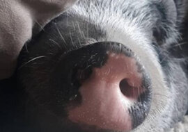 Para kupiła świnke miniaturową, ale wkrótce stało się jasne, że coś jest z nią nie tak
