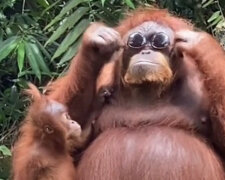Stylowo: orangutan przymierzył okulary przeciwsłoneczne jednej z osób odwiedzających Zoo. Wideo