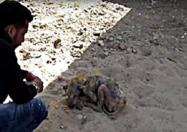 Pies, który nie mógł się poruszać, zaczął płakać na widok ratowników. Wideo