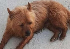 Pies zaczął często uciekać z domu, ale nikt go za to nie karci