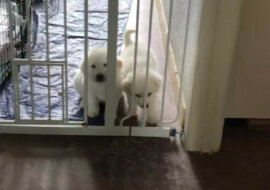 Ucieczka stulecia: nic nie zatrzyma tych uroczych szczeniaków