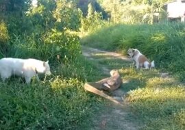 Ogromna jaszczurka odpędziła szczekającego psa, uderzając go ogonem