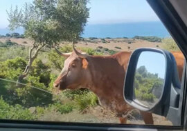 Hiszpańska krowa wskazała drogę kierowcy. Wideo