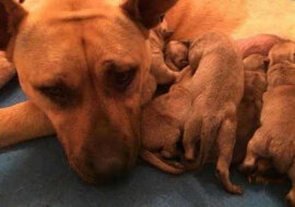 Mężczyzna pomógł psu i podarował życie sześciu szczeniętom