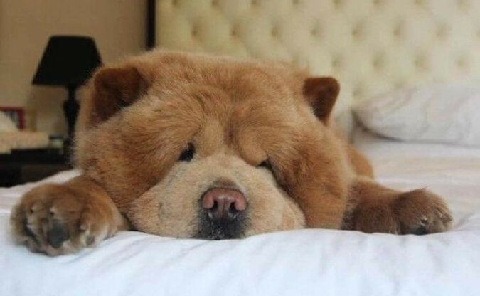 Uroczy pies Chowder: 11 zdjęć słodziaka, który wygląda jak niedźwiadek