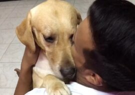 Pies wrócił po operacji. Zobacz wzruszający film i jego radość ze spotkania z właścicielem