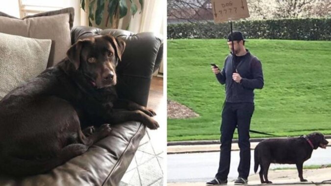 Facet nie mógł zwrócić zagubionego labradora przez sieci społecznościowe i wyszedł na ulicę z psem i tablicą