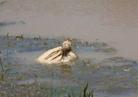 Zauważyli niezwykły worek w wodzie. Na szczęście przybyli na czas i nie dopuścili do tragedii