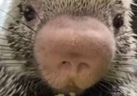 Zbyt urocze wideo z amerykańskiego Zoo zebrało miliony wyświetleń. Spójrzcie tylko