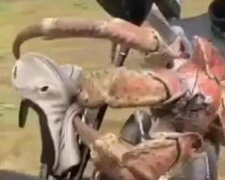Gigantyczny krab złamał kij golfowy jak zwykły patyk