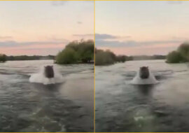 Wściekły hipopotam ściga turystów: przerażający filmik