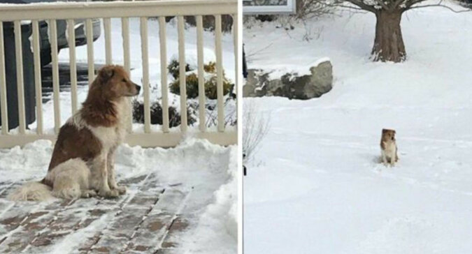 Porzucony pies przez 5 dni czekał na mrozie na powrót swojej rodziny