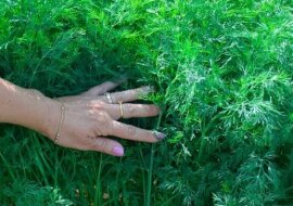 Skuteczny nawóz dla koperku. Będzie obfity i soczysty