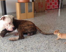 Chihuahua drażni buldoga amerykańskiego. Wideo