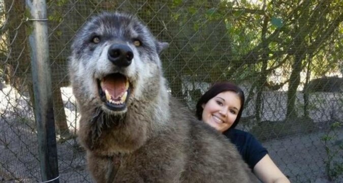 Siedem lat temu wilk o imieniu Yuki miał zostać uśpiony. Jednak został uratowany i zmienił się na piękne zwierzę