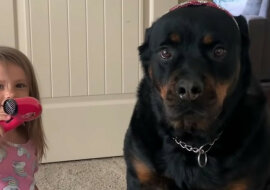 Niewzruszony Rottweiler stał się nieświadomym klientem małej stylistki. Wideo