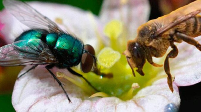 Przypowieść - pszczoła i mucha: dla tych, którzy są przyzwyczajeni do obwiniania innych