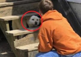 Opuszczony pies trzęsie się ze strachu, a ratownicy płaczą. Zobacz co się dzieje dalej