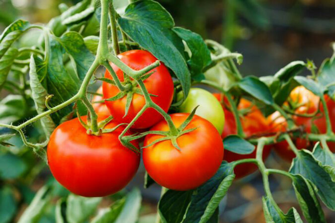 Zastosuj 5 sposobów, aby pomidory miały więcej owoców, a mniej zieleni
