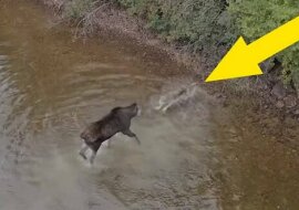 Kanadyjczyk przypadkowo sfilmował za pomocą drona atak wilka na łosia stojącego w jeziorze, a ich walka jest warta zobaczenia