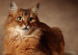 Trzy leniwe znaki zodiaku, które zawsze osiągają swoje cele