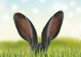 Jak wygląda „magiczny królik” - najrzadsze zwierzę na świecie