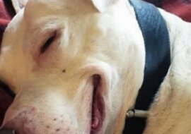 Mężczyzna wziął do domu bezdomnego psa. To, co stało się później, jest niesamowite