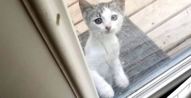 Kociak bał się podejść do drzwi, ale głód nie pozostawiał mu wyboru