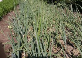 Zapomniany przez wielu sposób na zwiększenie wielkości główek czosnku i cebuli