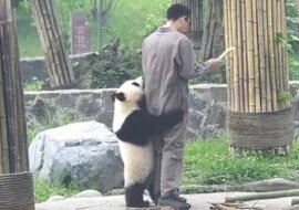 Panda zdecydowała, że dozorca powinien się z nią bawić. Więc nie pozwala mu opuszczać zagrody